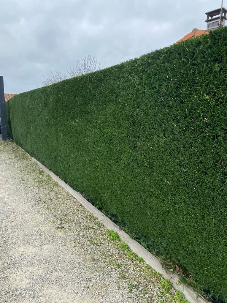 Haute haie persistante taillée au carré le long d'une allée en gravier