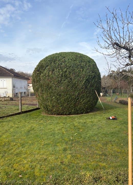 Grand thuya taillé en boule au milieu d'une pelouse tondue